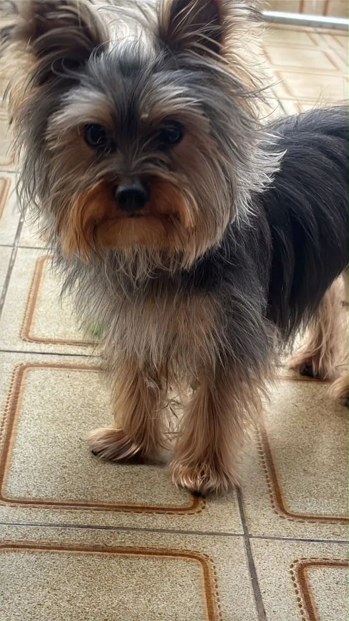 Yorkshire  terrier 