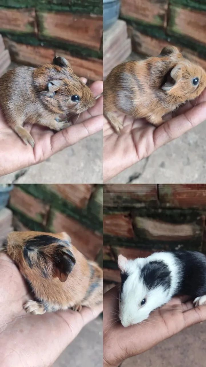 Porquinhos da índia 