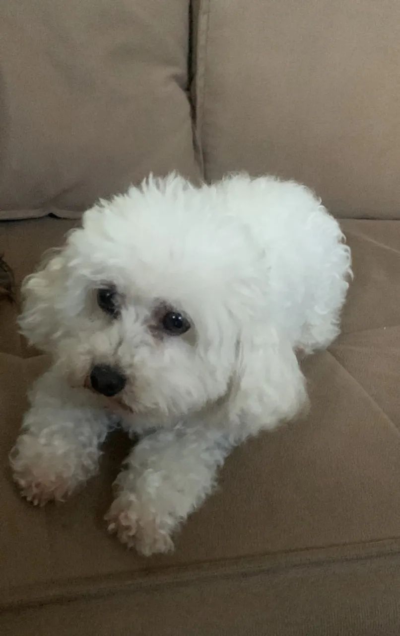 Vendo Poodle