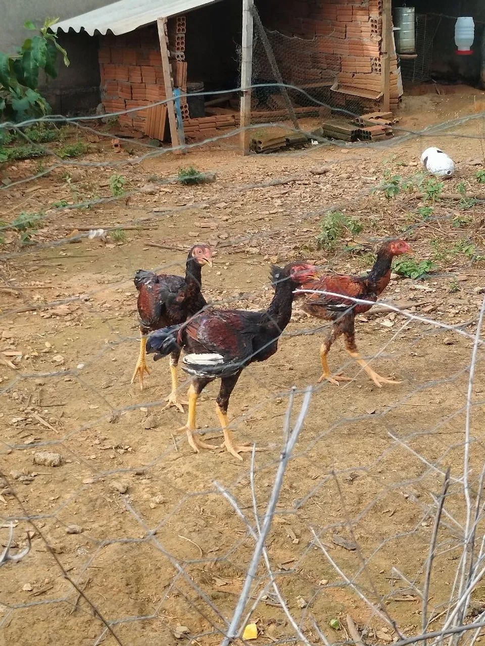 Frangos Índio Gigante  - Foto 2