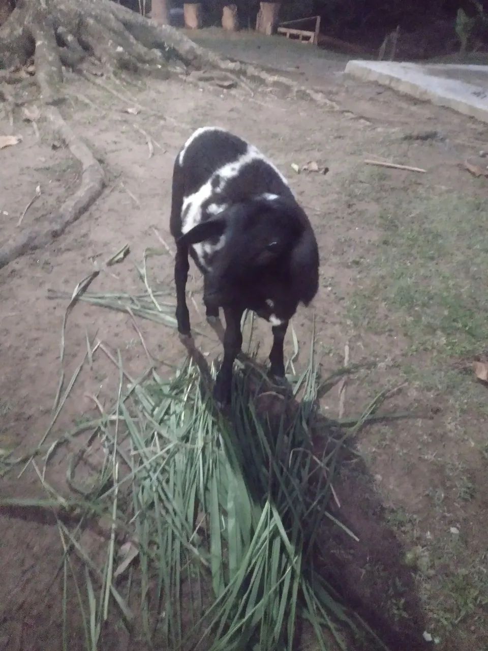 Vendo carneiro macho aproximadamente 22 kilos, 5 meses ..ou troco por casal de ganso  - Foto 2