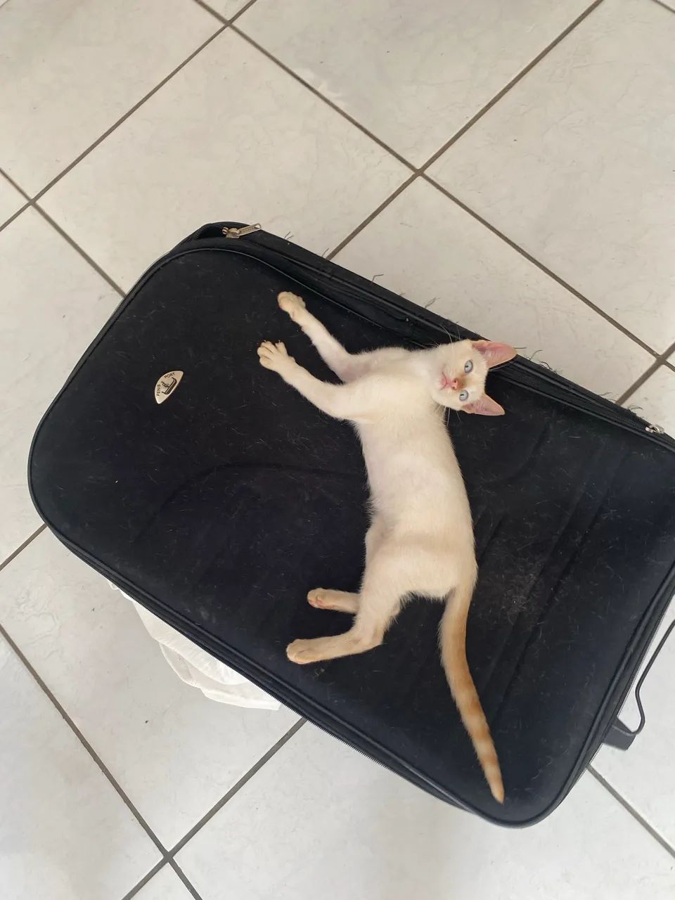 GATINHO PARA DOAÇÃO 