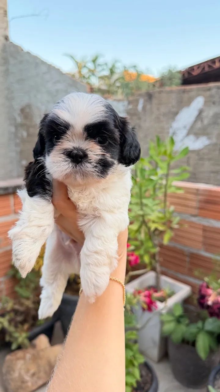 Cachorro  - Foto 2
