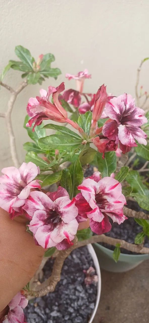 Sementes Rosas do Deserto  - Foto 6