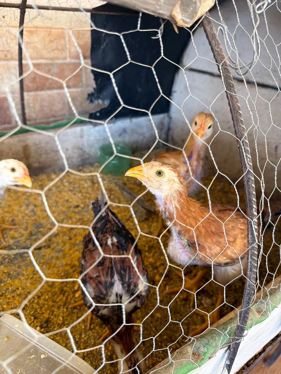 Frango caipira 1 mês  - Foto 2