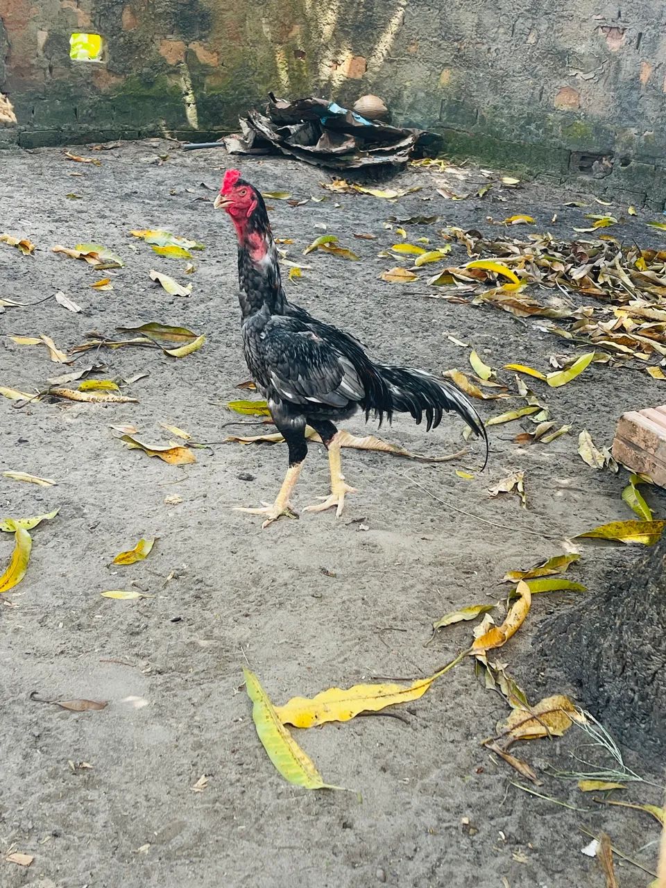 Vende-se frango