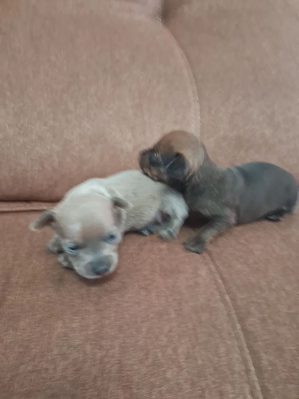 Filhotes de Pinscher Zero  - Foto 5