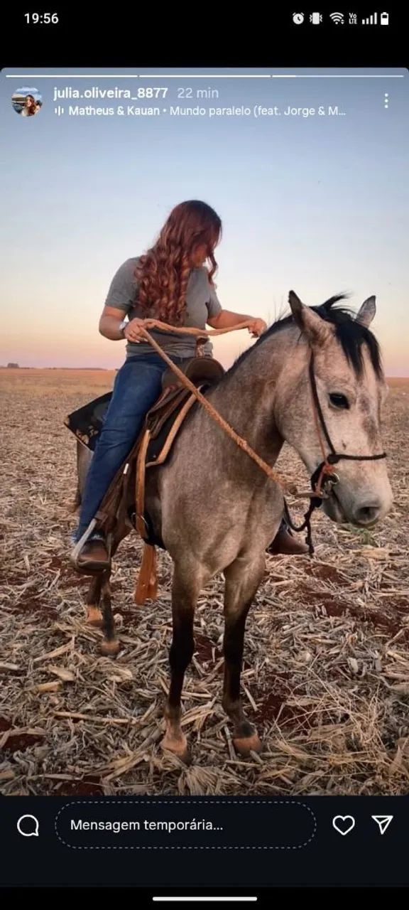 Vendo cavalo QM tordilho 