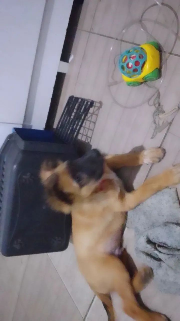 Vendo cachorro  - Foto 2