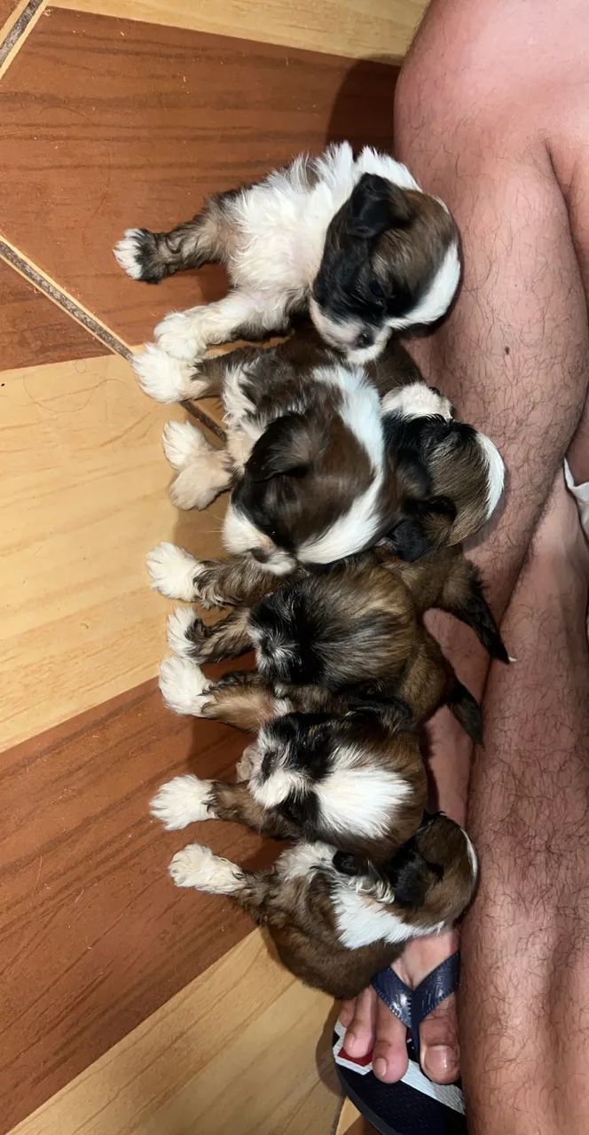 Shih Tzu  - Foto 2