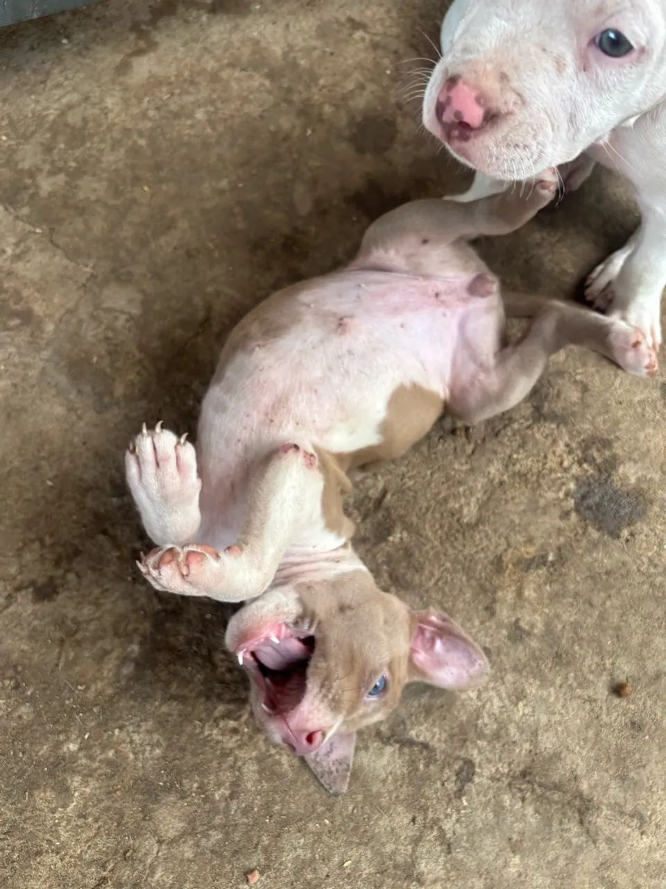 Vendo pitbull - Foto 3