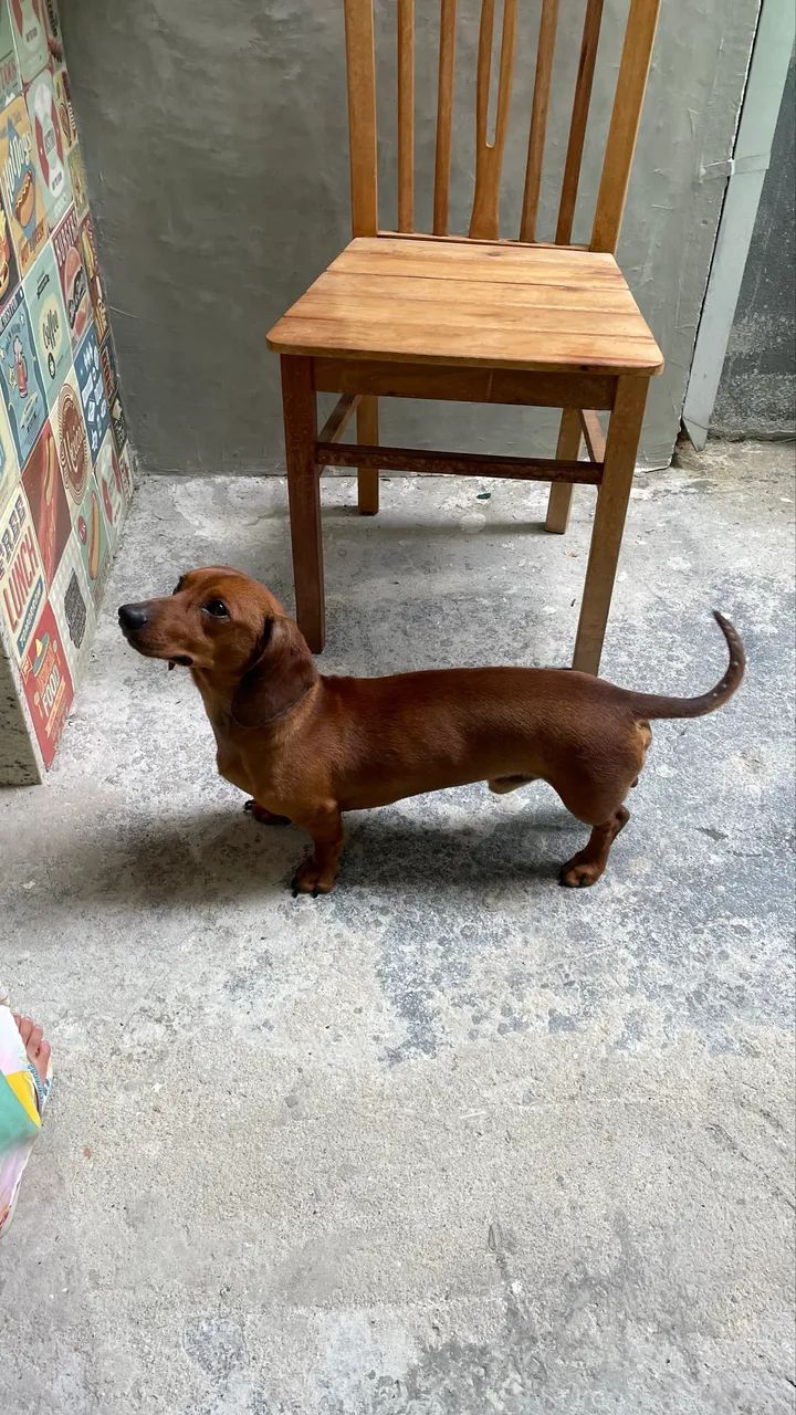 Procuro uma namorada 