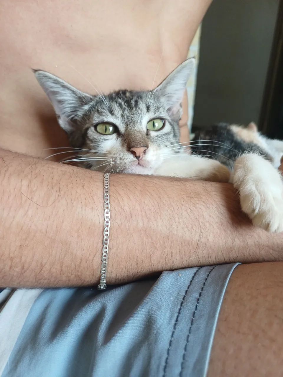 gatinha disponível para adoção 