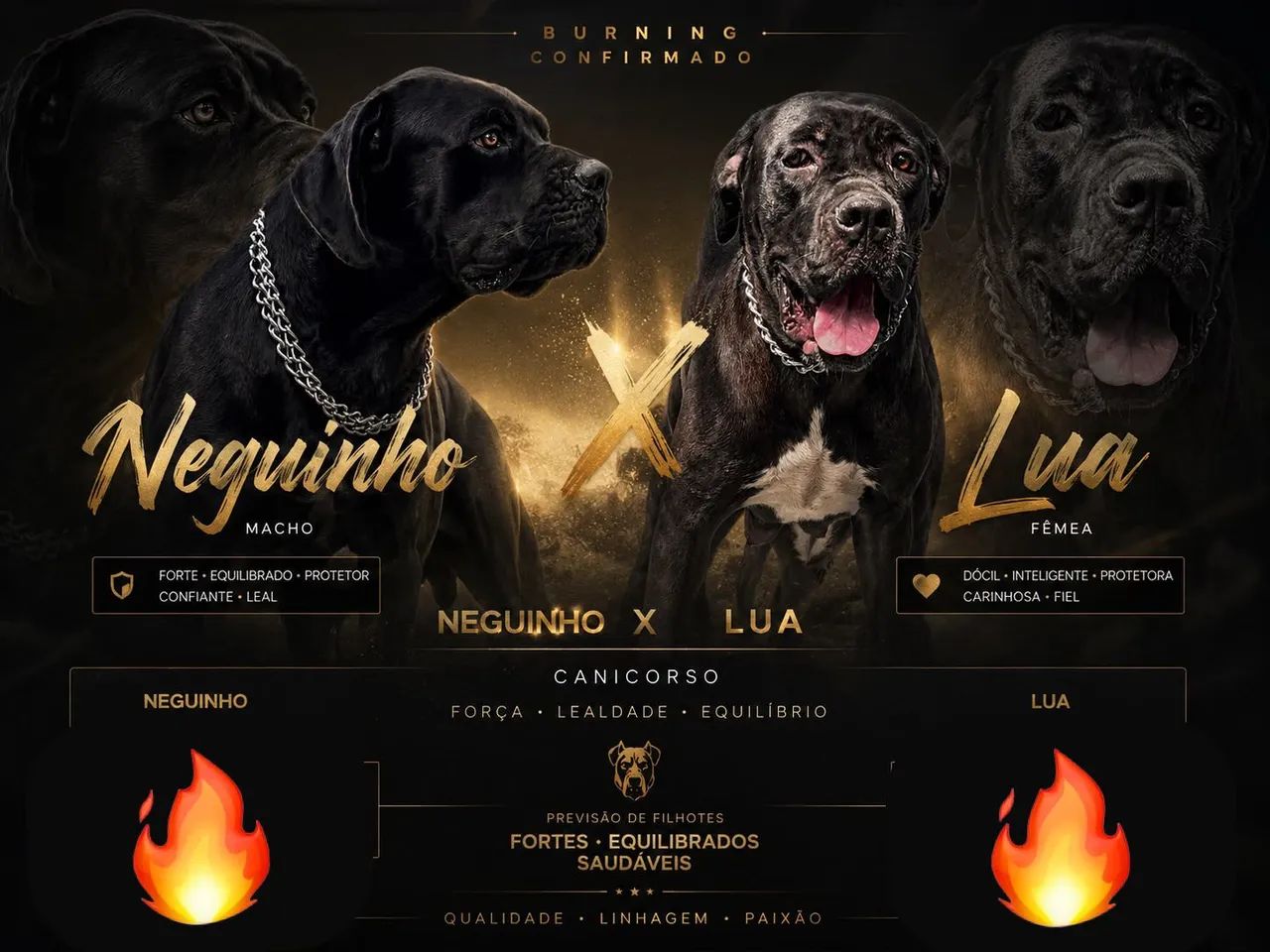 Cane Corso à venda  - Foto 5