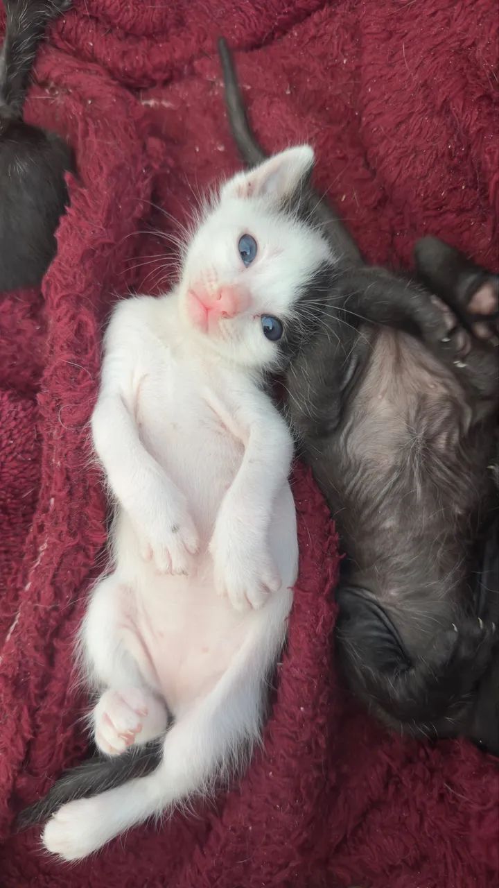 Doação de gatinhos  - Foto 2