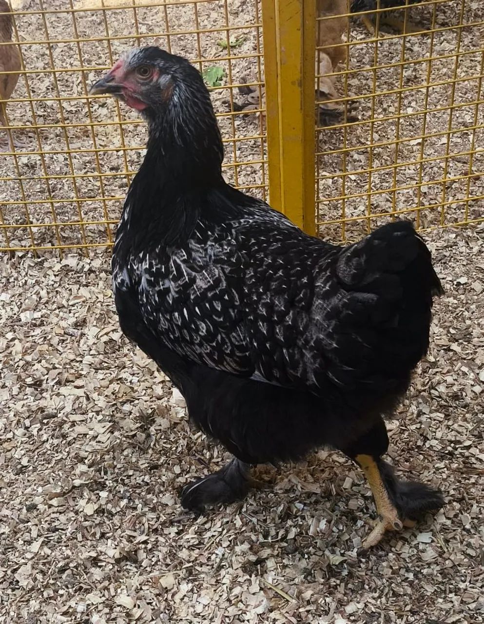 Frangas wydotte  - Foto 4