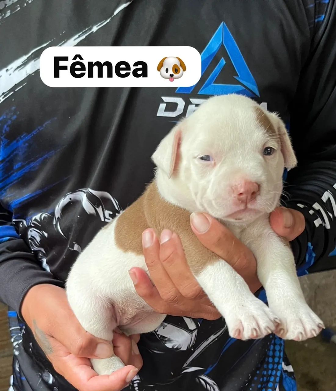 Pitbull original  - Foto 2