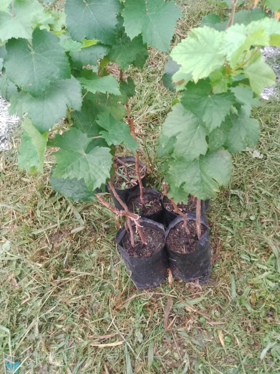 Mudas de uva - Foto 2