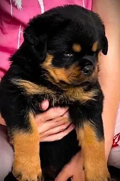FILHOTES DE ROTTWEILER