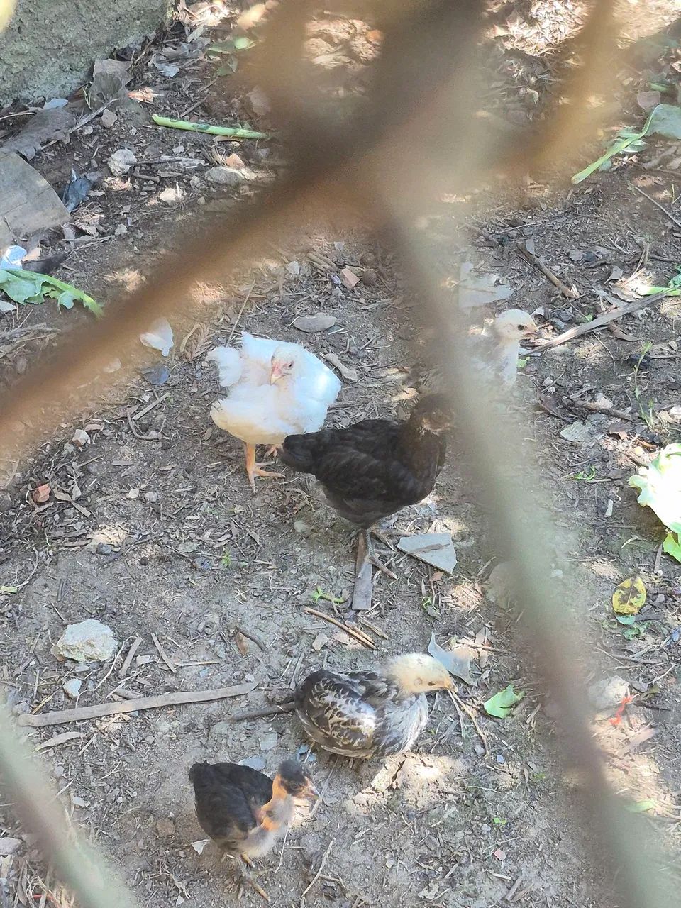 Vendo franguinhos e franguinhas 