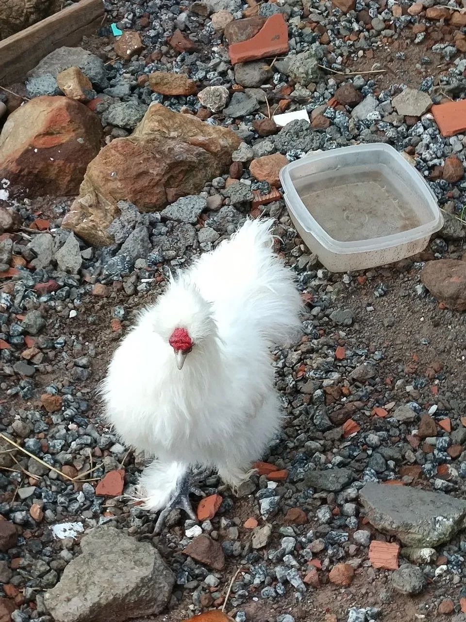 Vendo Galos da raça sedosos do Japão  - Foto 6