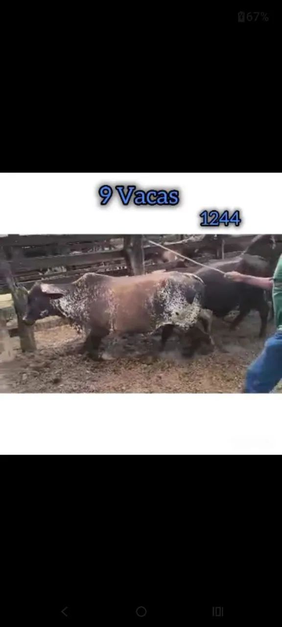 9 Vacas