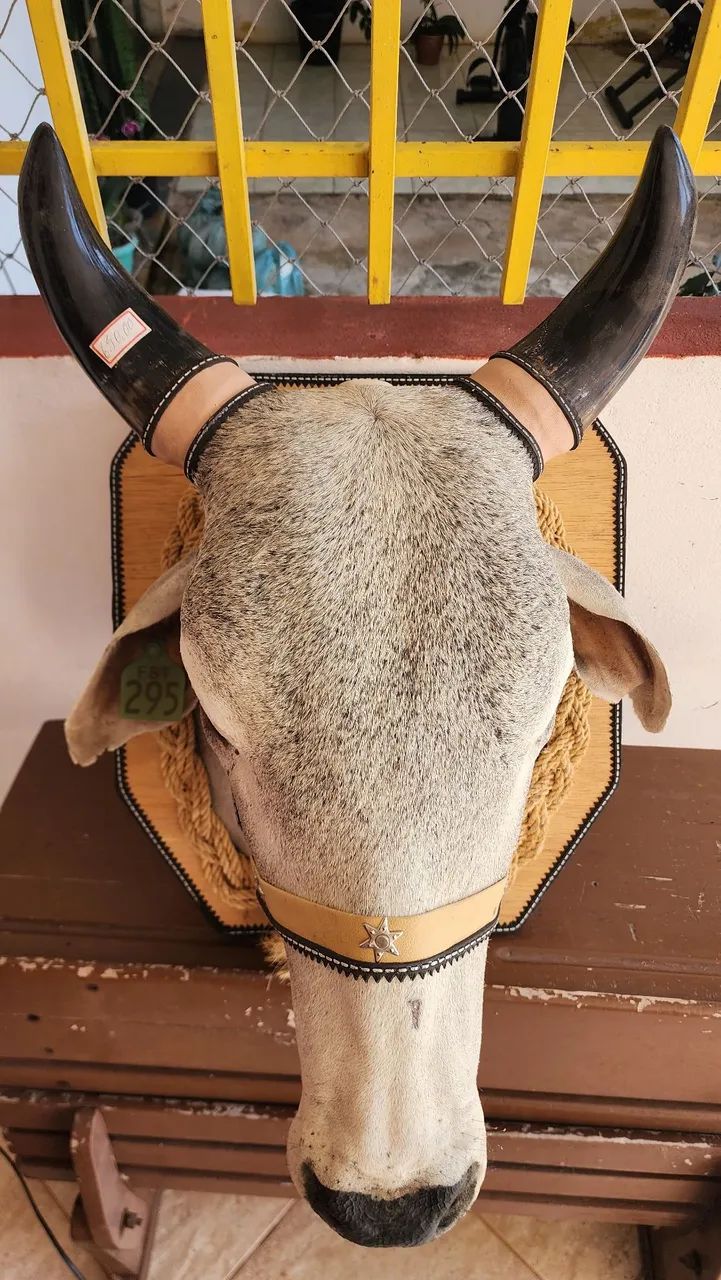 Cabeça de Boi Empalhada