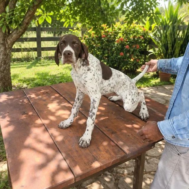Filhotes de Pointer com Pedigree - Foto 2