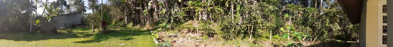 Characara em Paranaguá. - Foto 5