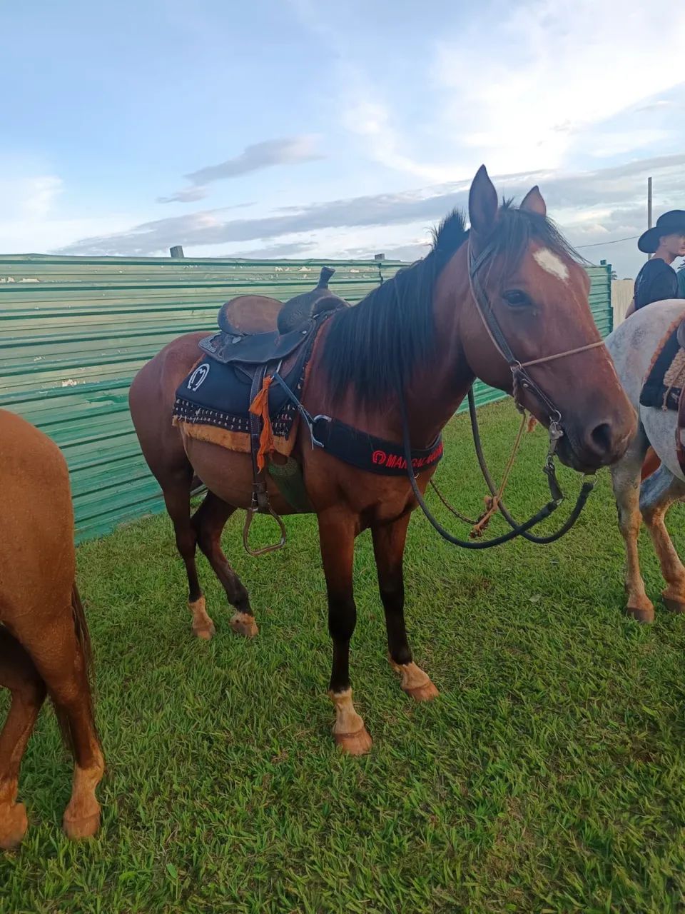 Cavalo