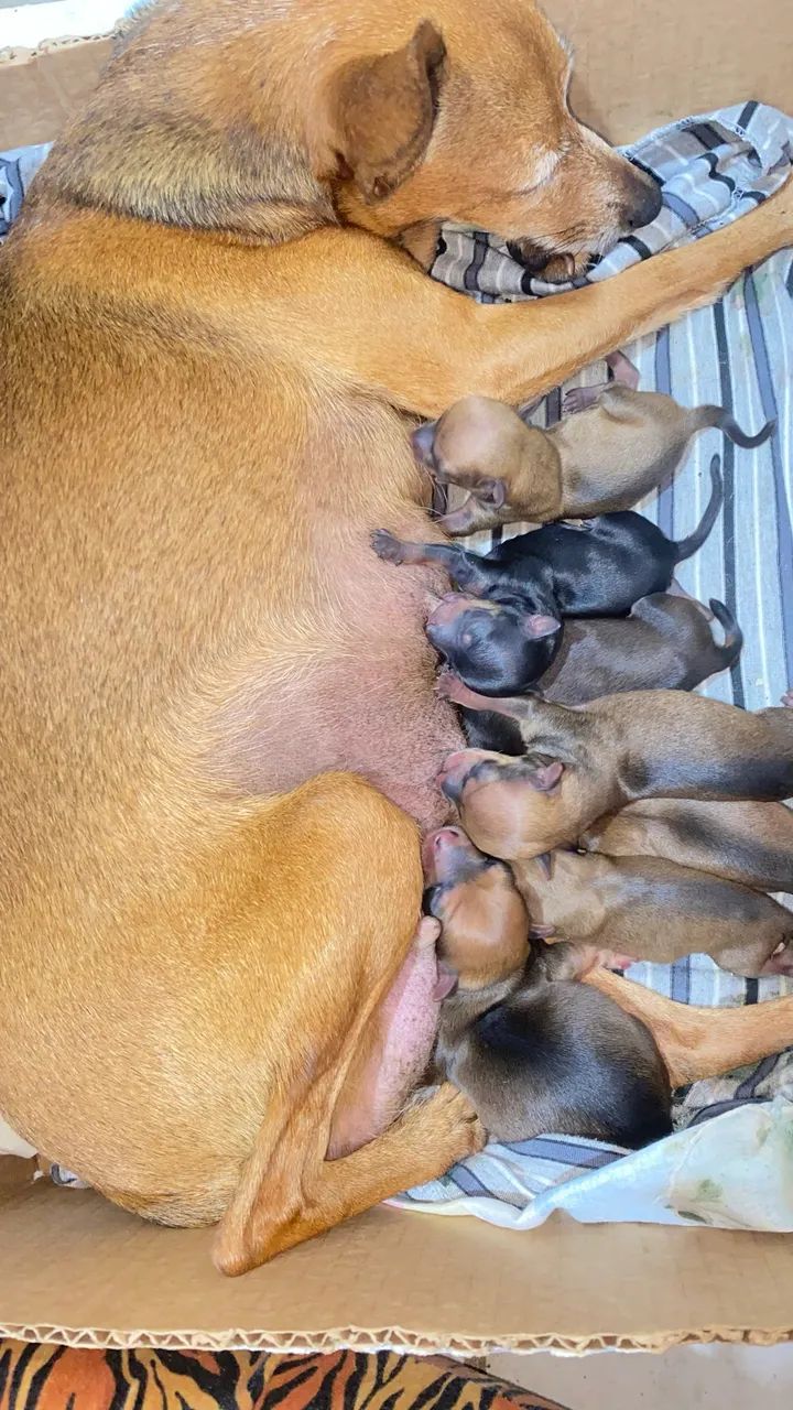 Cachorros pinscher N 1  - Foto 3