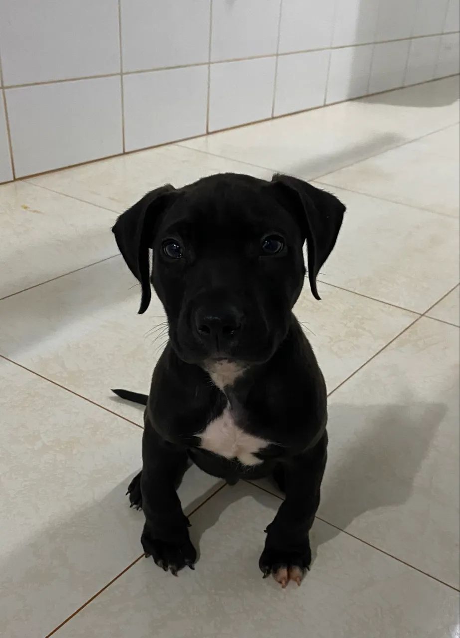 FILHOTE PITBULL AMSTAF