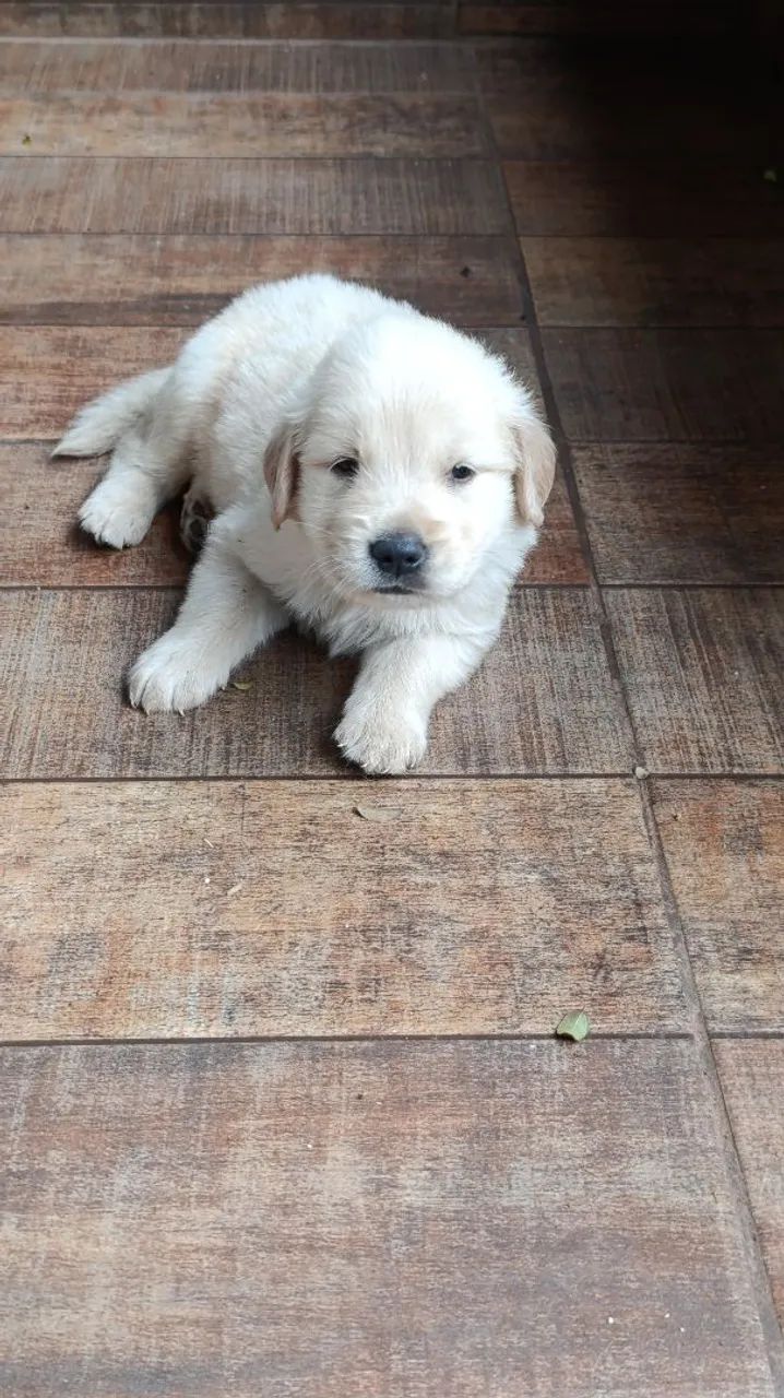 Golden Retriever  - Foto 2