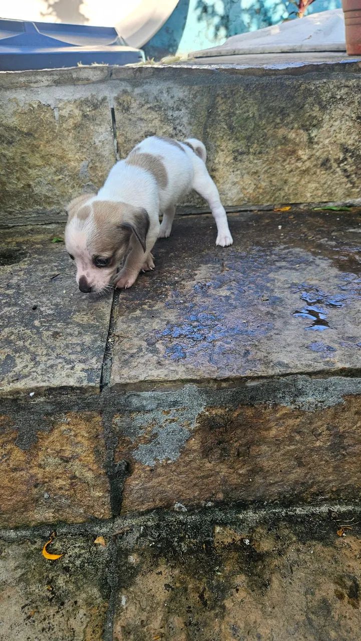 Doação de cachorrinhos.  - Foto 5