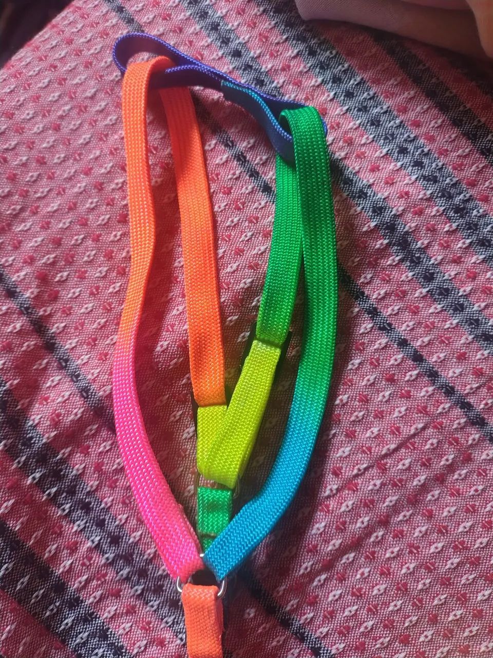 Coleira pet orgulho GLBT 