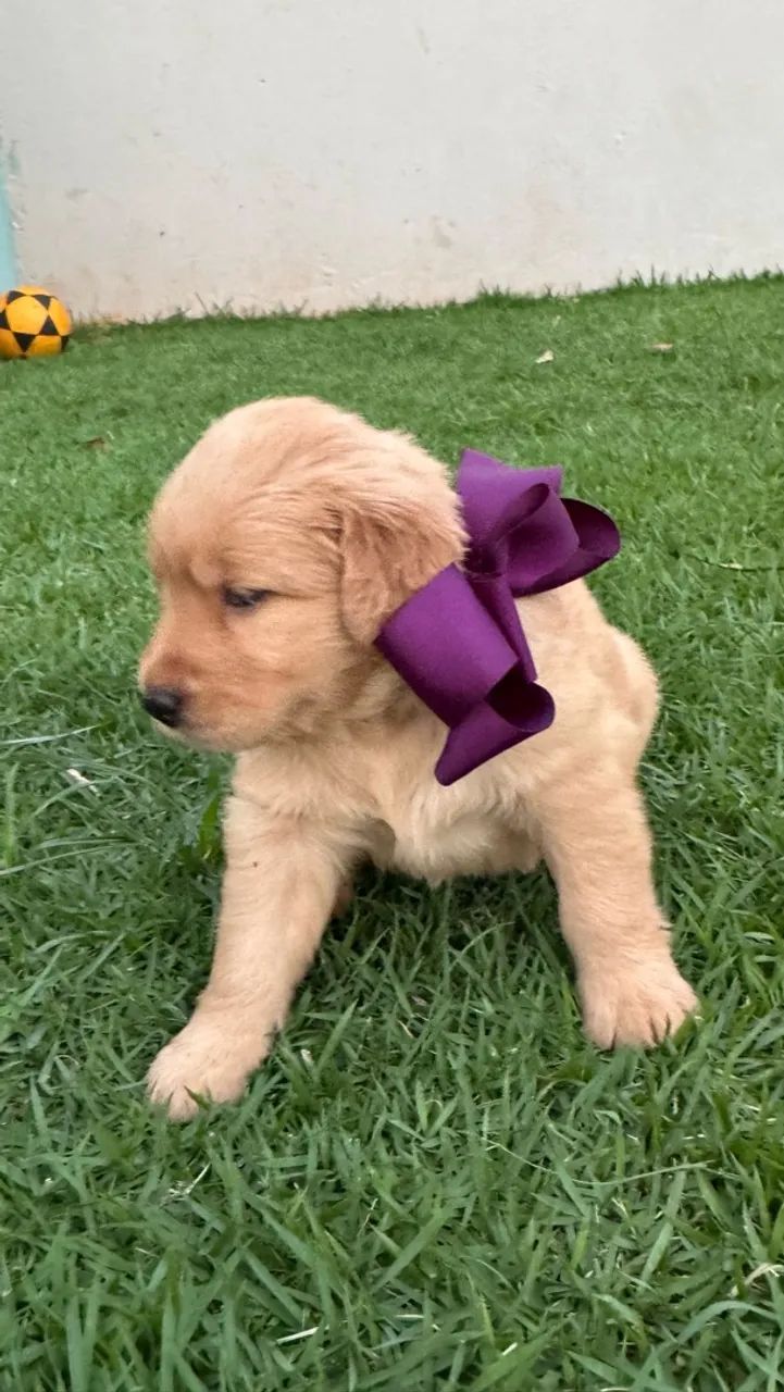 Golden retriever  - Foto 2