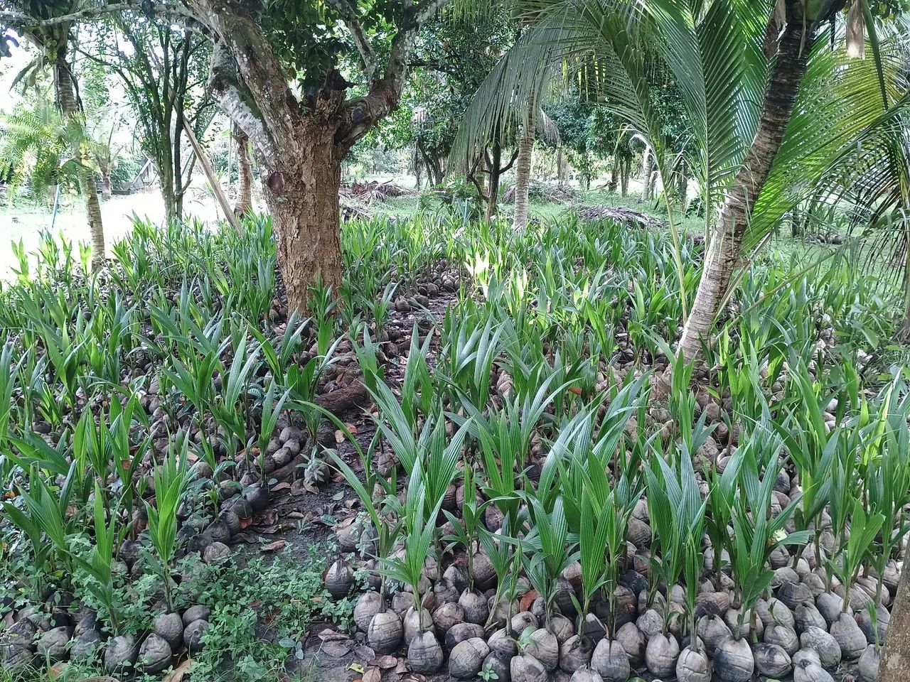 Mudas de Coqueiro Anão verde (5 mudas por 100 reais) - Foto 2