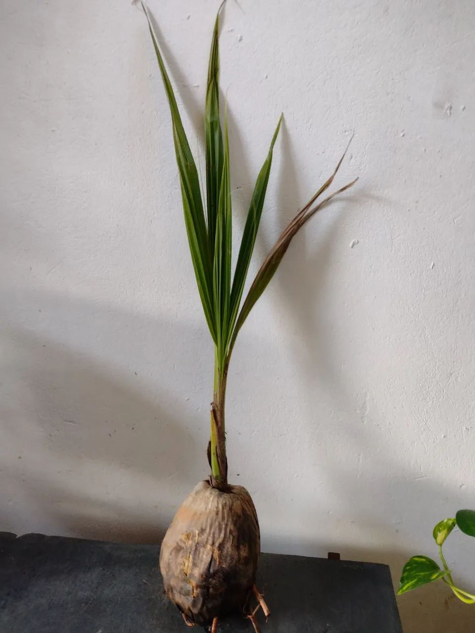 Coqueiro anão  - Foto 3