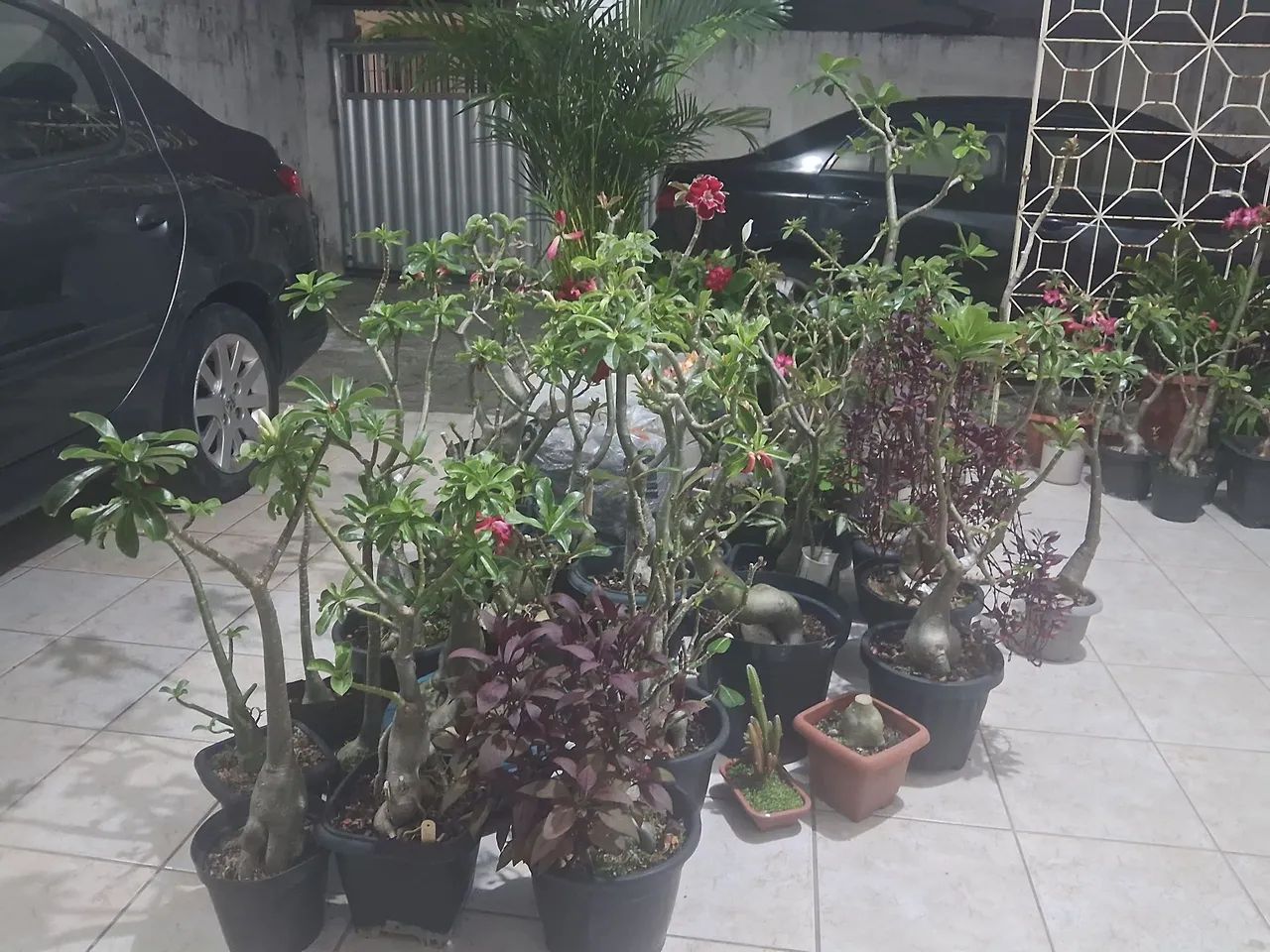 Rosas do Deserto