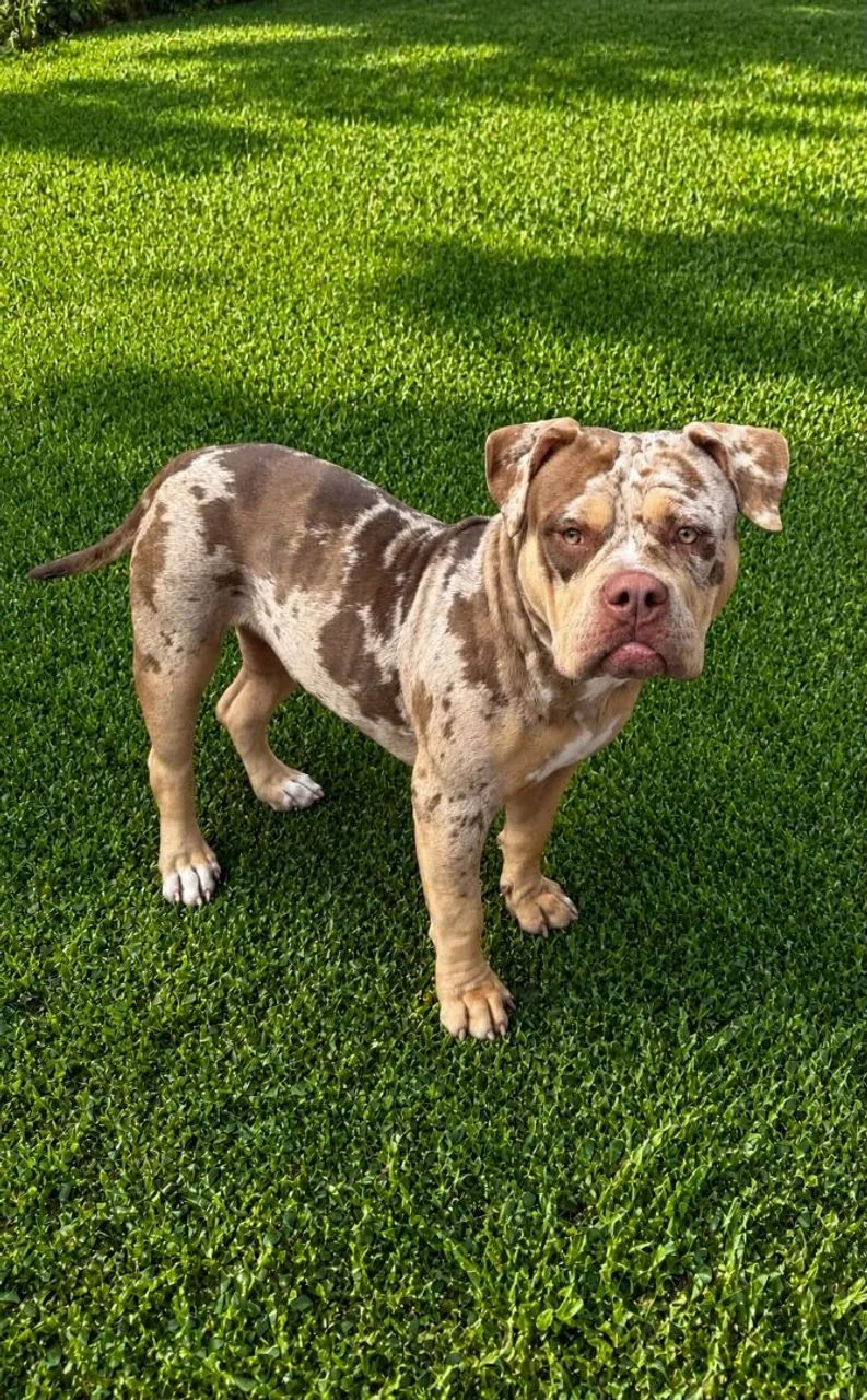 Cão American Bully exótic