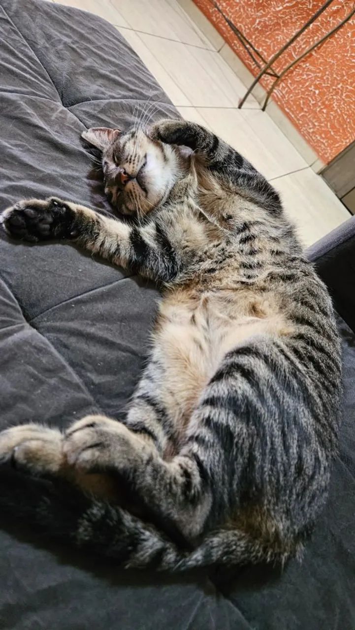 Adoção Responsável - Gato Macho - Foto 4