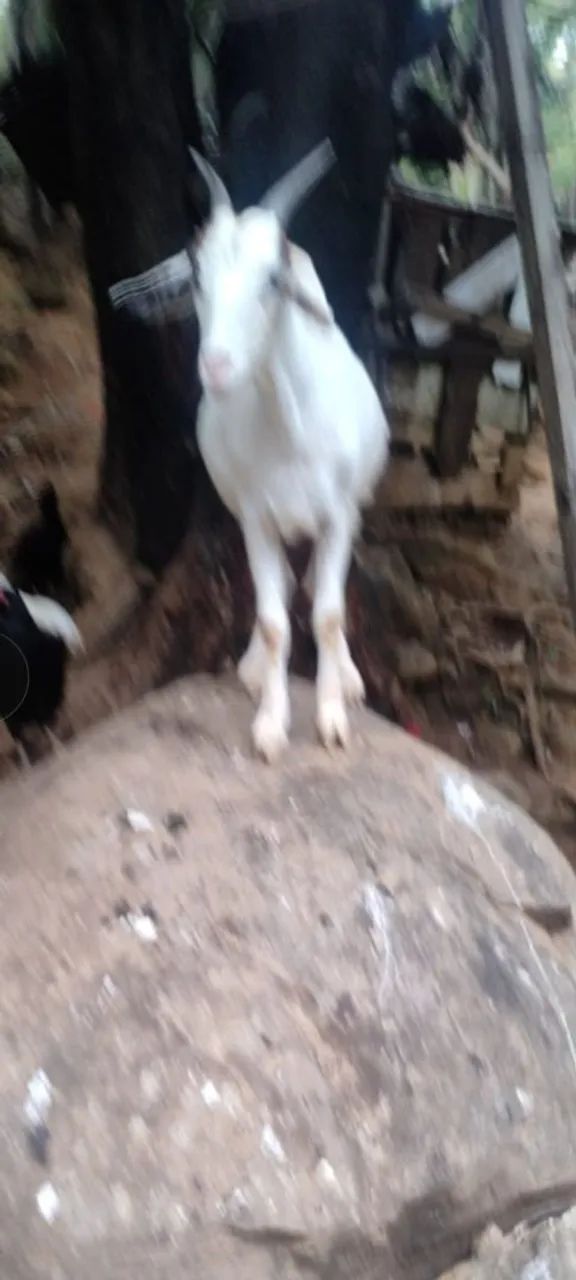 Cabras e bodes - Foto 2
