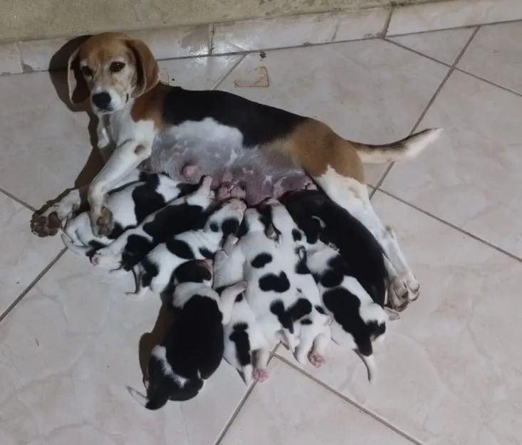 Filhote Beagle disponível $ 