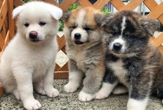 Akita Inu Filhotes