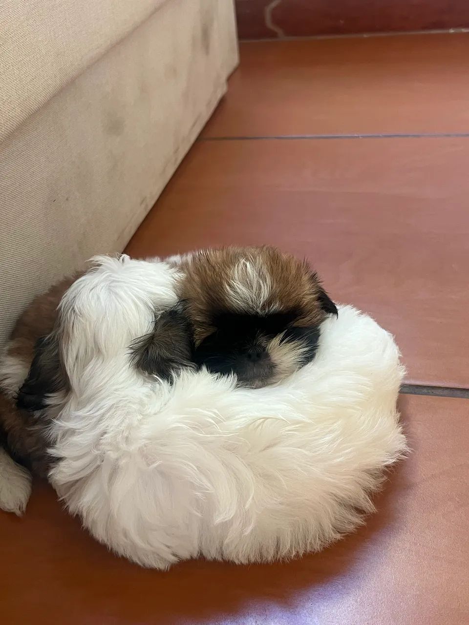 Shihtzu  - Foto 2