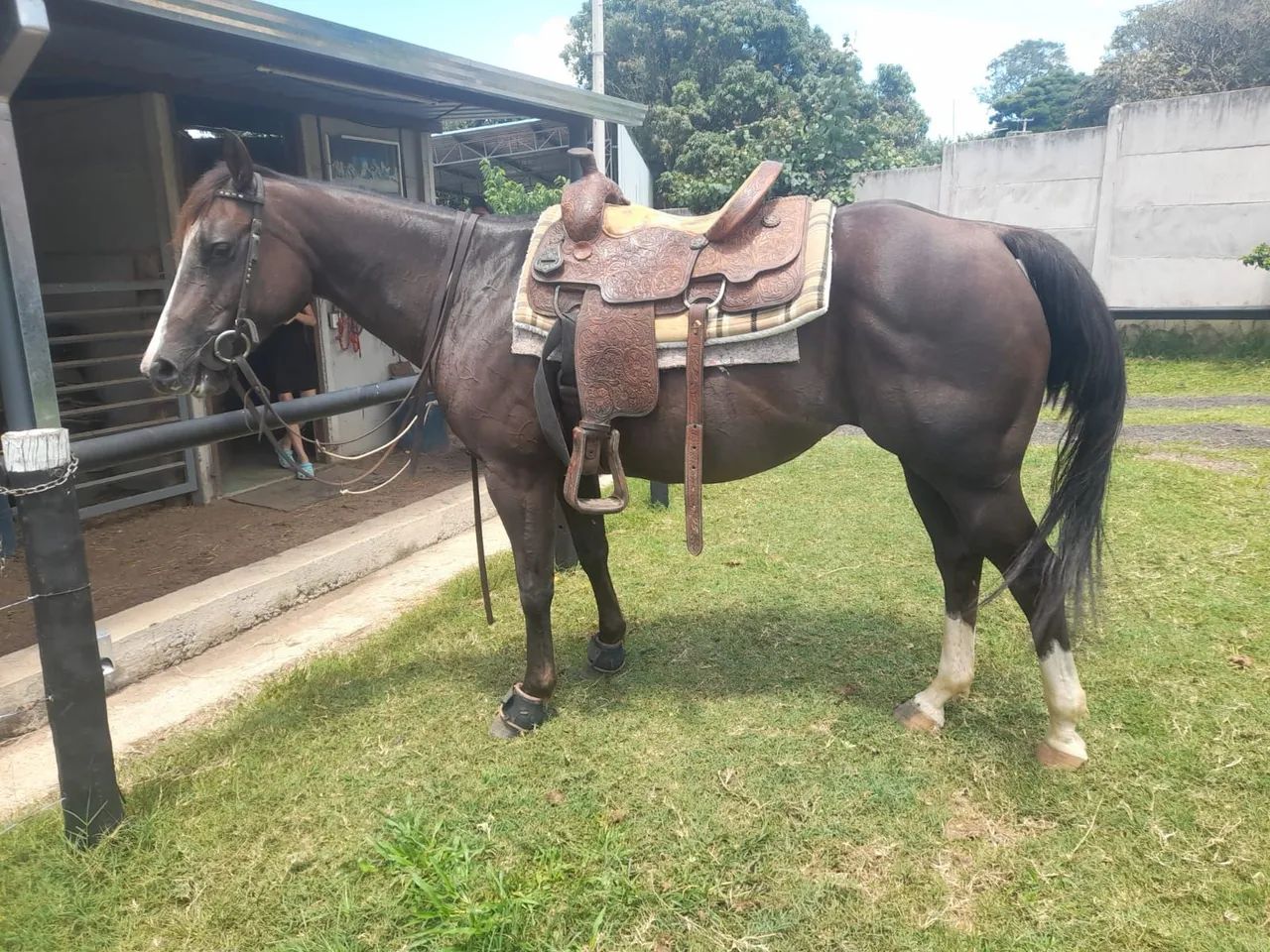 Égua Quarto de Milha - Foto 6