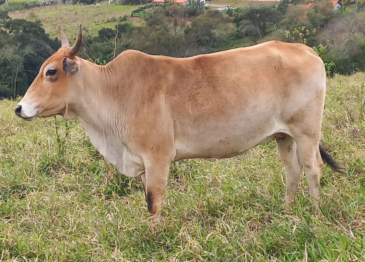 Vaca Anelorada Prenha