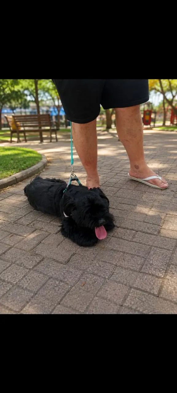 Cachorro - Foto 3