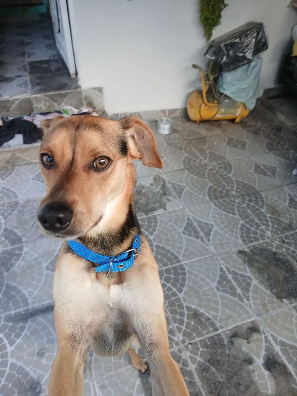 Doa-se um cachorro 