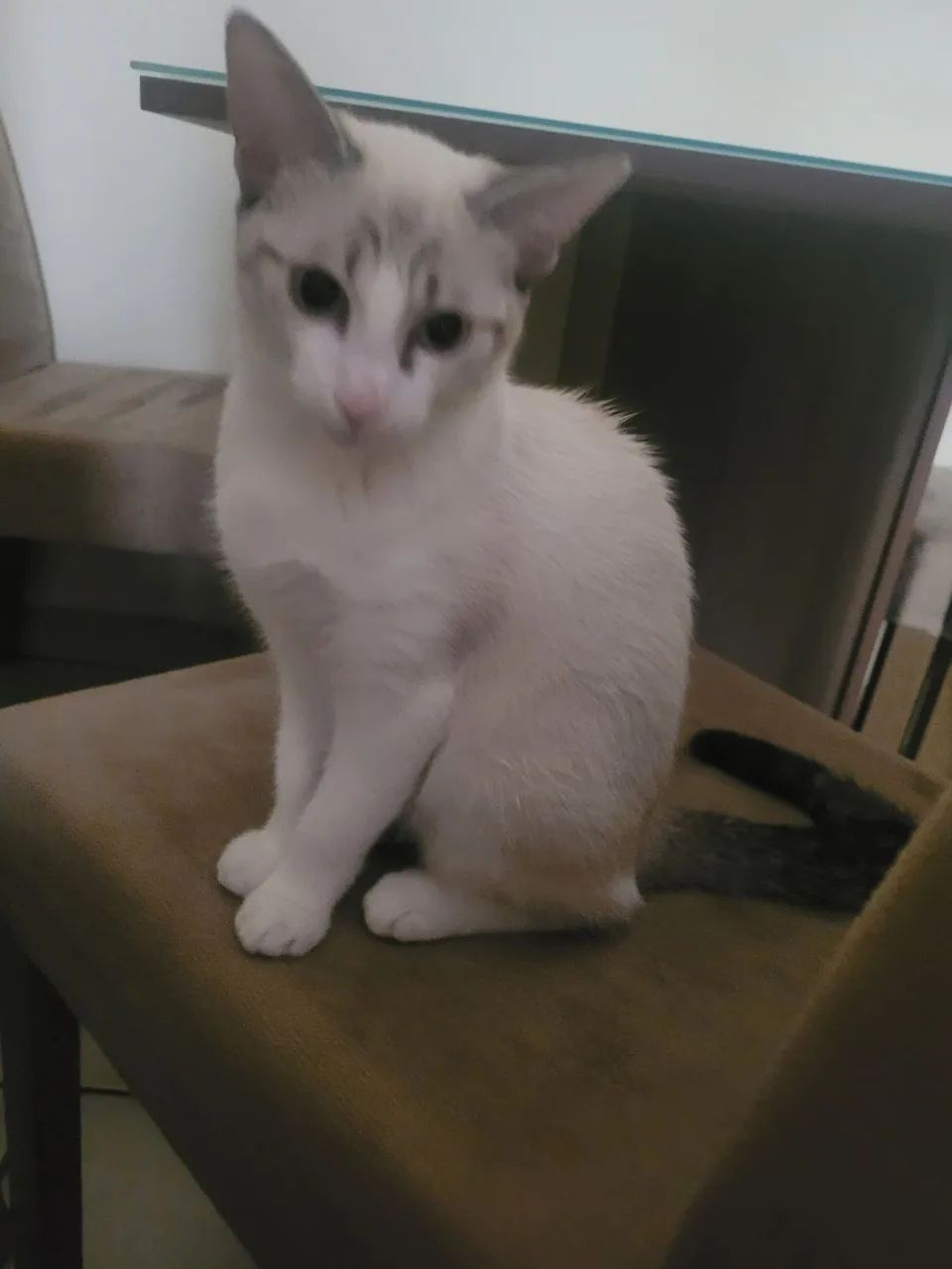 Filhote de gato